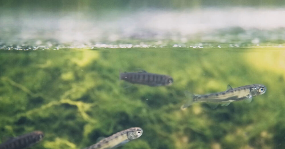A group of small juvenile salmon swim directly under the surface of the water.
