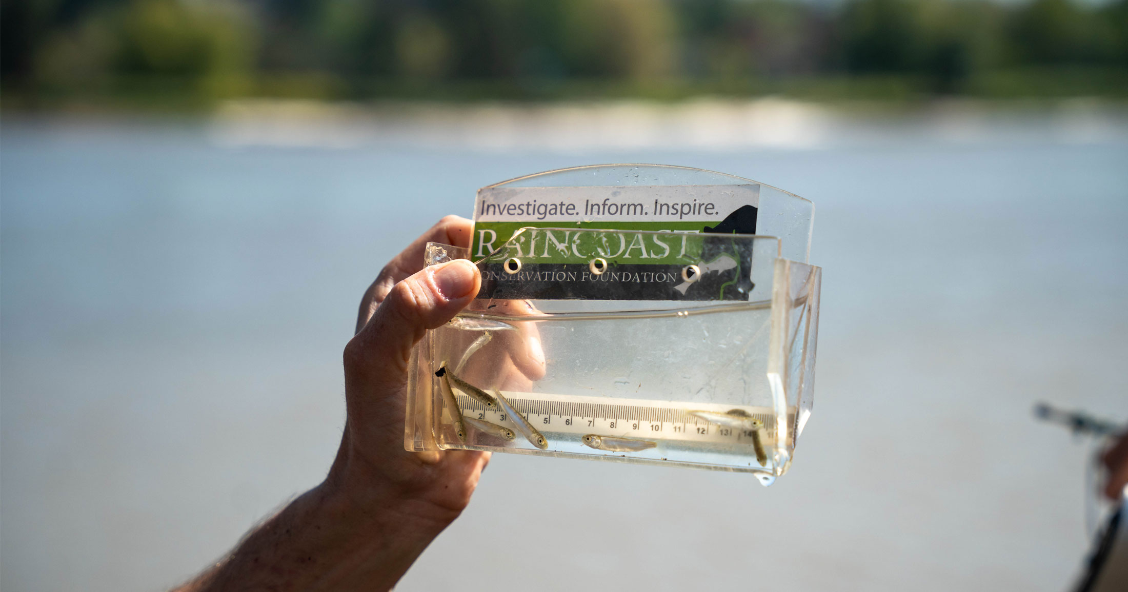 A field crew member holds up a salmon viewer with some tiny salmon inside.