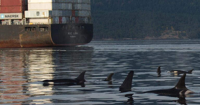 A rusty full container ship drives by a pod of killer whales.