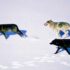 Three running wolves as seen from the air.