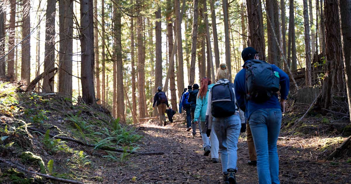 A team of youth walk into the forest light wearing backpacks.