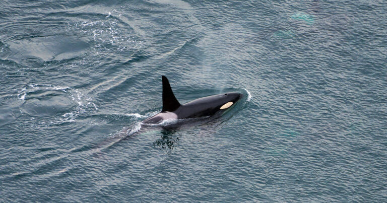 A Southern Resident killer whale is seen from above, their dorsal fin and saddle patch visible above the water's surface.