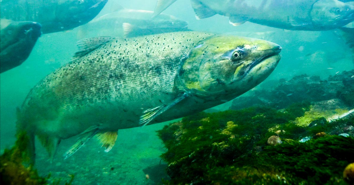 A closeup of a Chinook salmon is surrounded by blue and green light underwater.