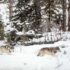 Wolves trot through the snow along the forest edge.
