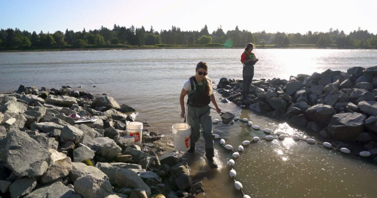 Two salmon biologists stand at the entrance of a jetty breach as they set a net to monitor salmon populations.