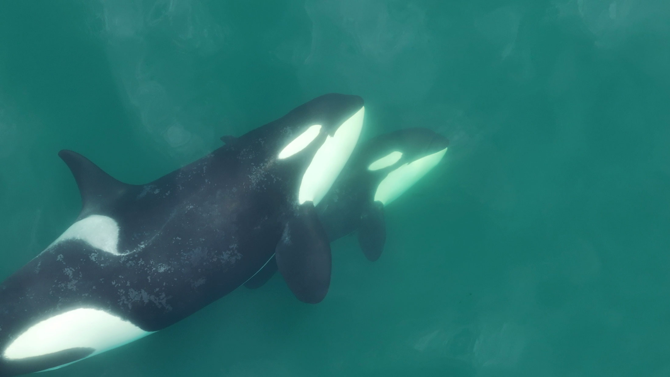 Southern resident killer whales J35 and J57 as seen from above.