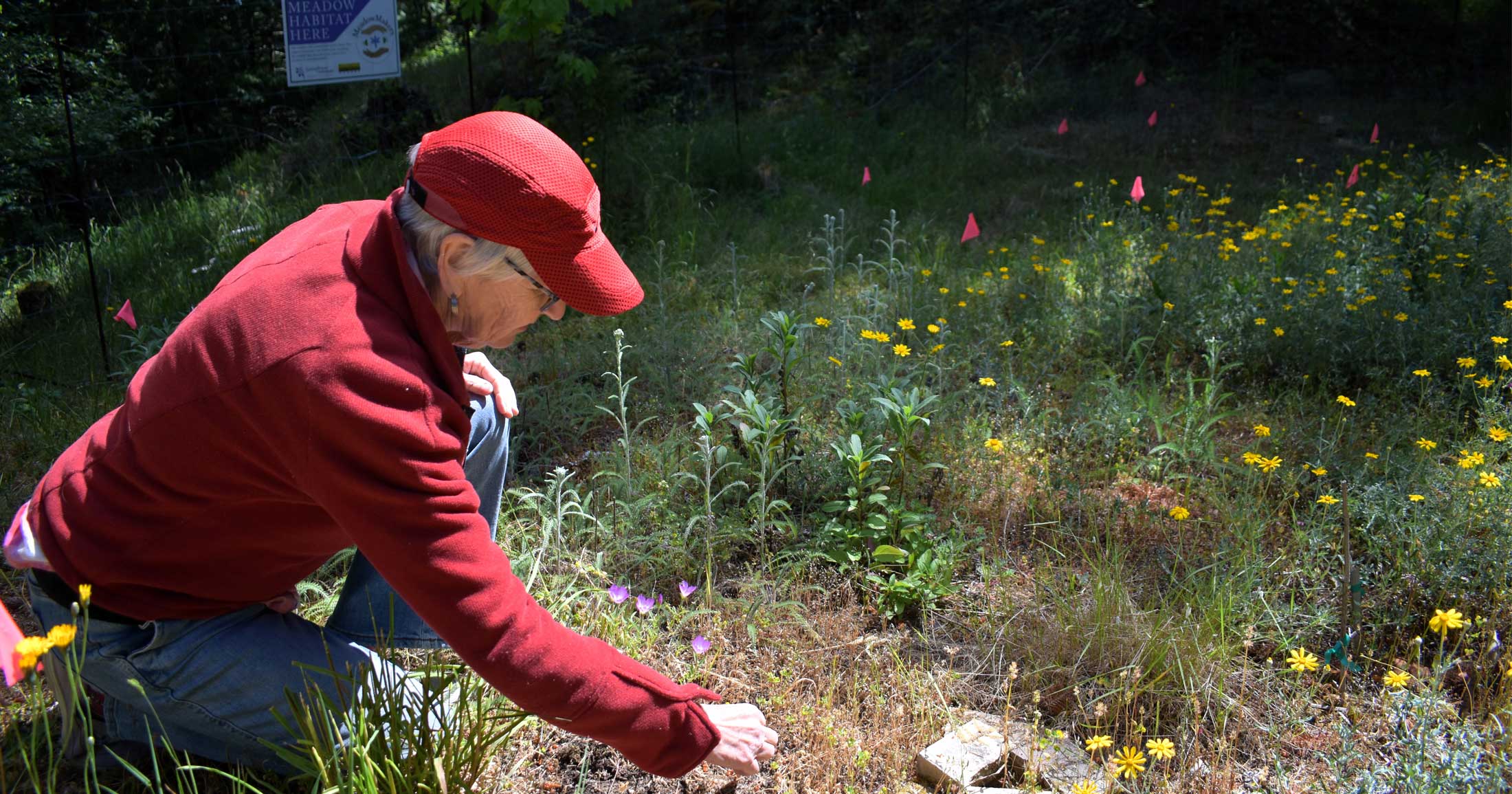 Kathy Jago, in a red hat and red coat, works in a forest meadow.