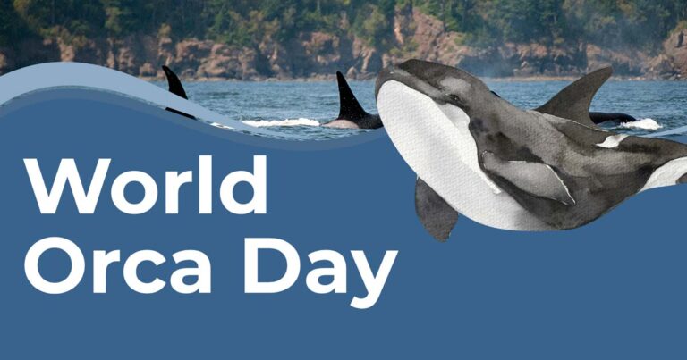 A killer whale illustration floats beside the title, "World Orca Day."