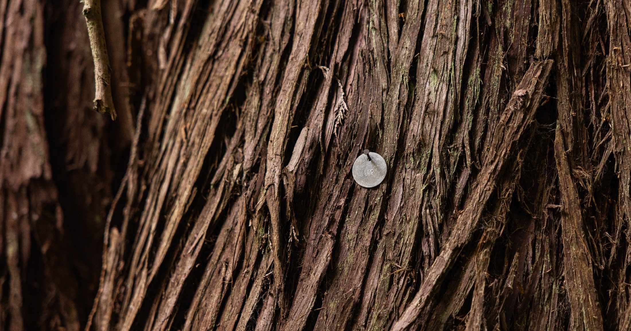 A close up photo of a big tree with a circular silver tag that says "115" on it.