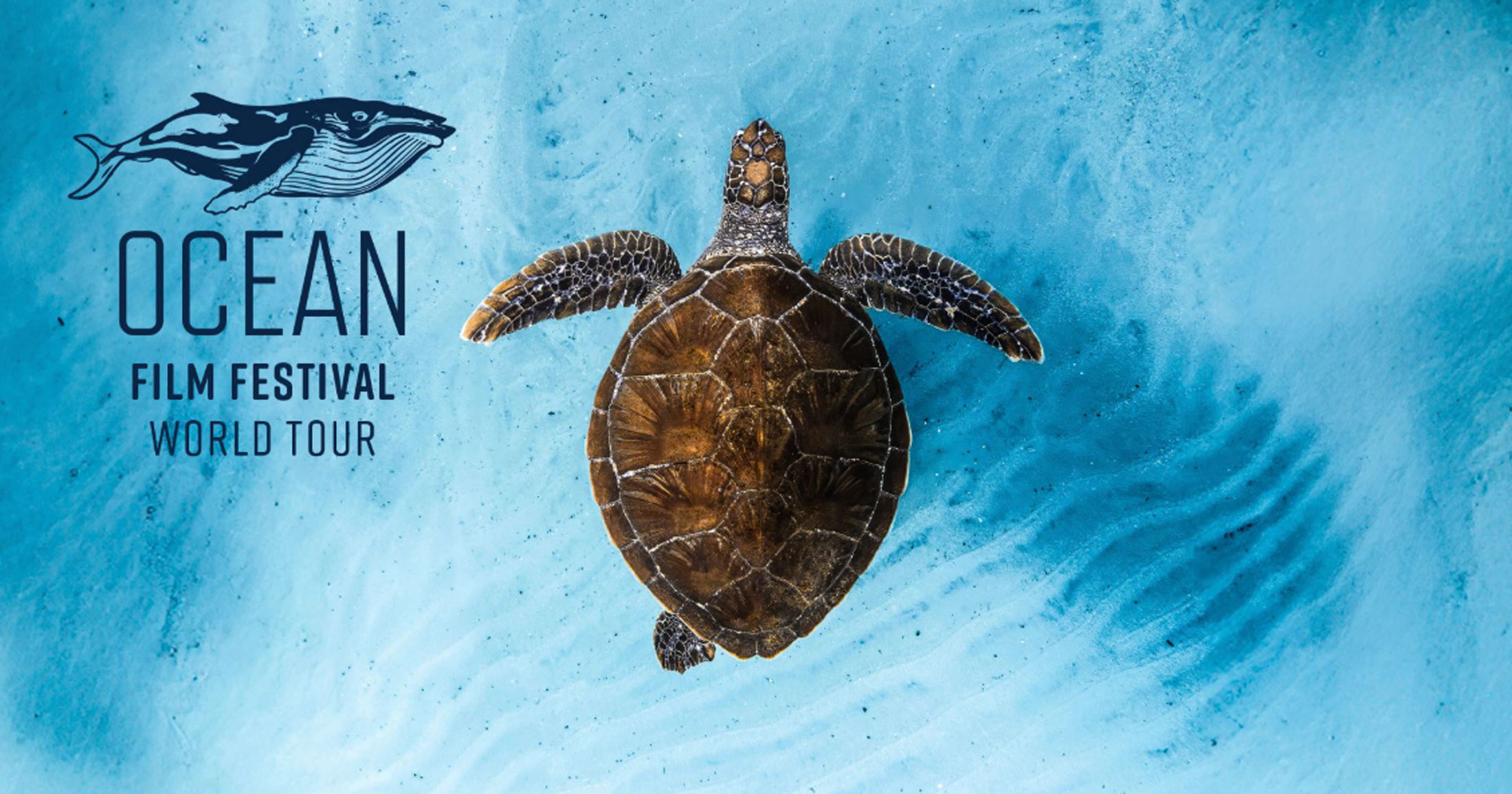 A sea turtle swims in blue water pictured from above