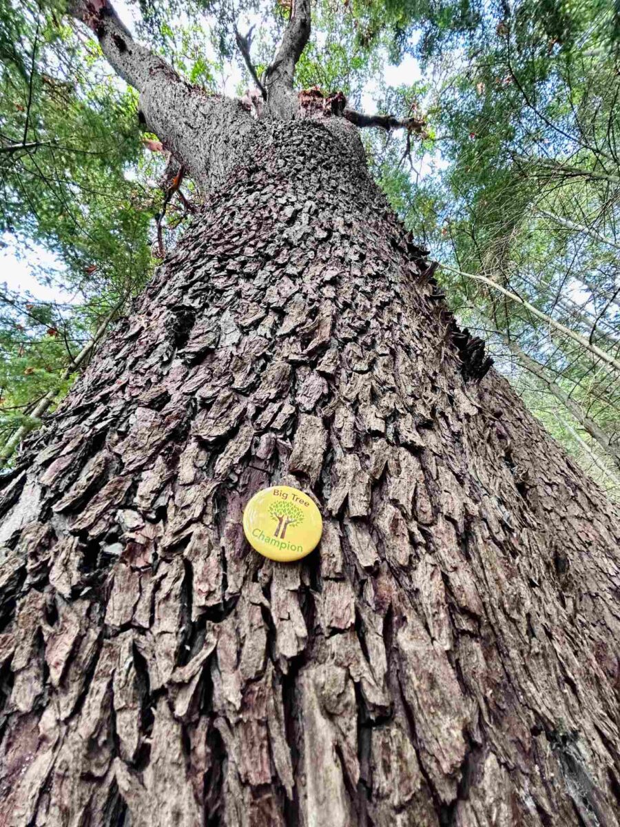 The camera points up the trunk of a big tree with a "Big Tree Champion" button resting on it.