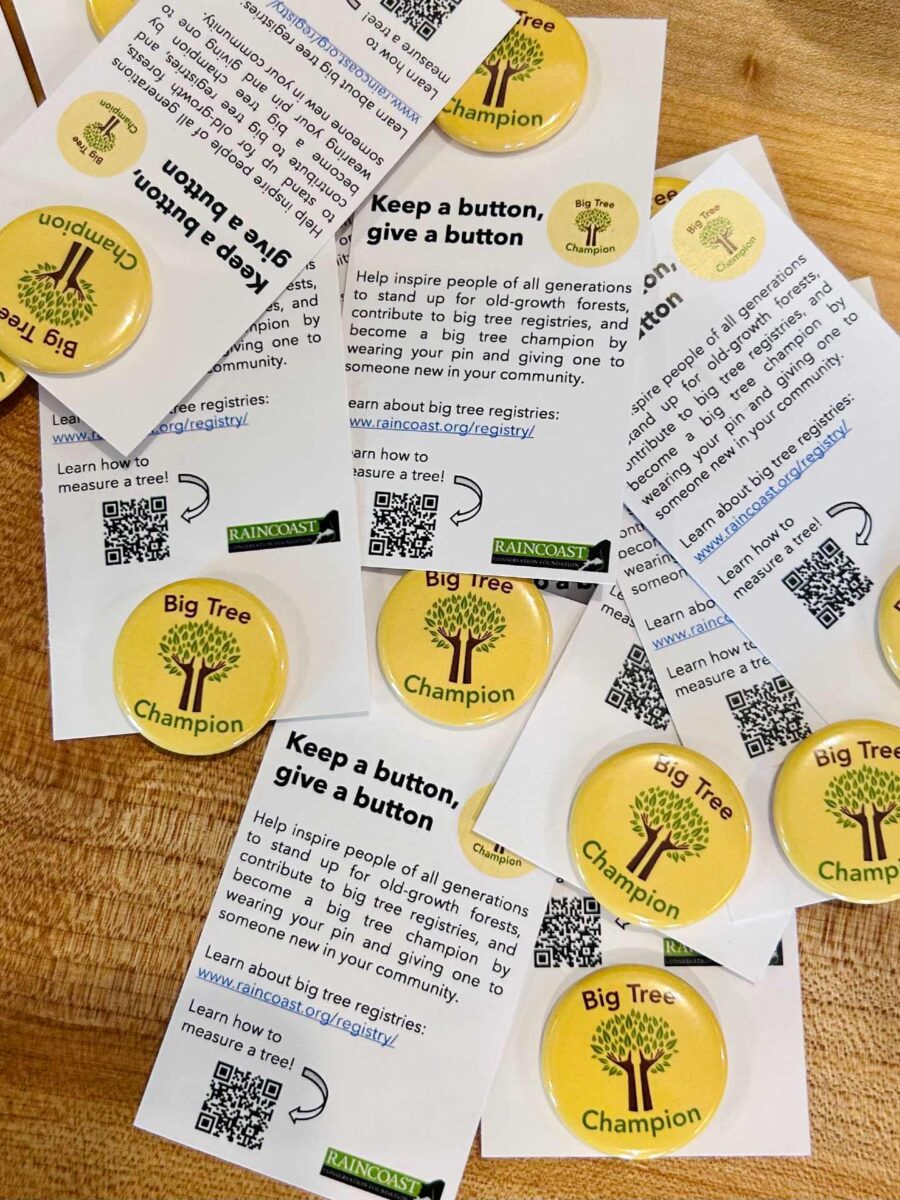 A pile of "Big Tree Champion" buttons and phamplets.
