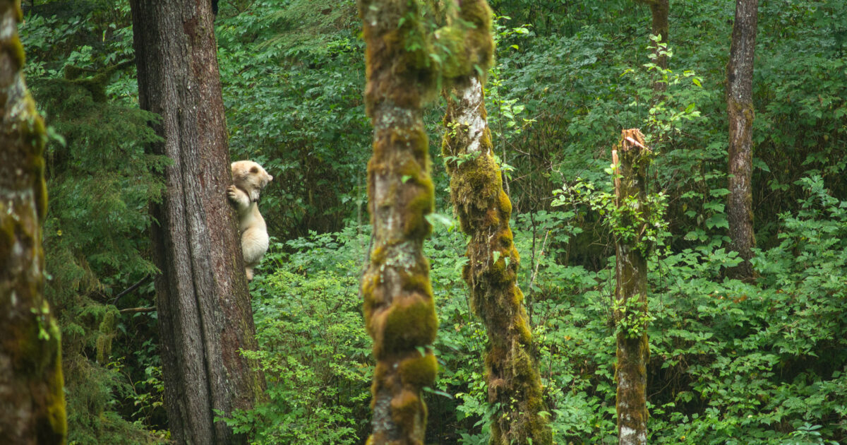 A spirit bear climbs a tree in a green forest, surrounded by mossy trees.