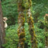 A spirit bear climbs a tree in a green forest, surrounded by mossy trees.