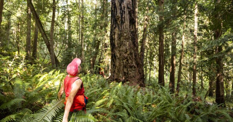 A person stands in a red vest and red hat look up, up into a big tree, surrounded by ferns.
