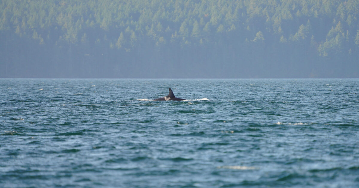 A Southern Resident killer whale's dorsal fin breaks the surface of blue water.