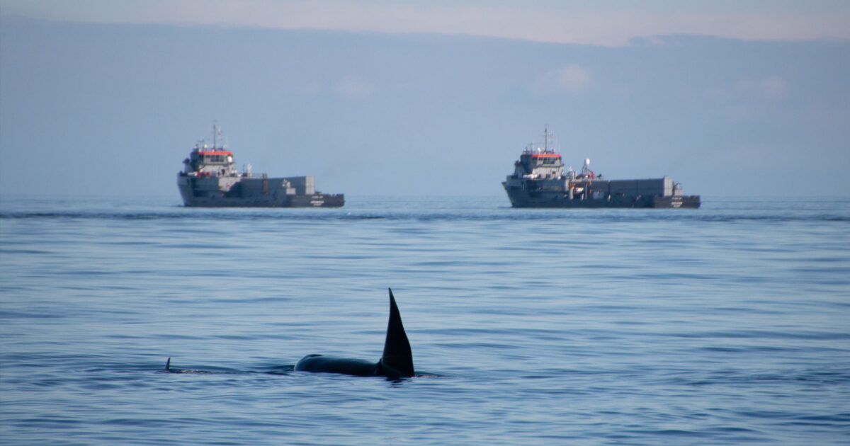 A killer whale with a young killer whale is in the foreground and two large ships float in the background.