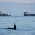 A killer whale with a young killer whale is in the foreground and two large ships float in the background.