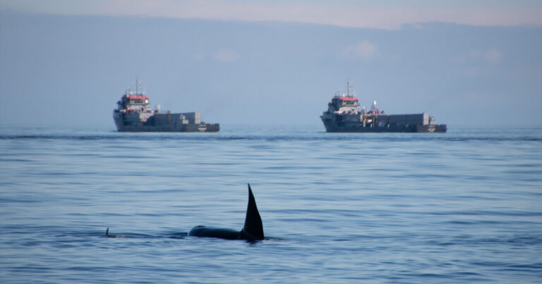 A killer whale with a young killer whale is in the foreground and two large ships float in the background.