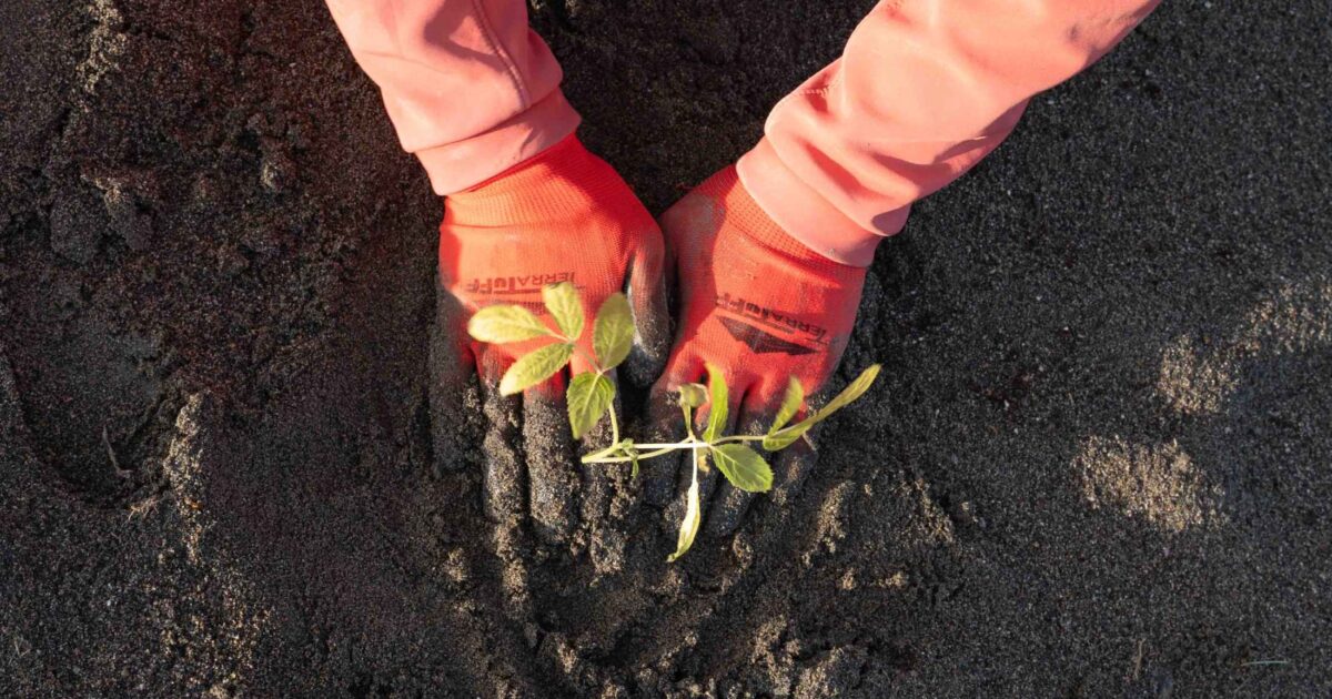 A pair of hands in orange gloves buries a small plant in the dirt.