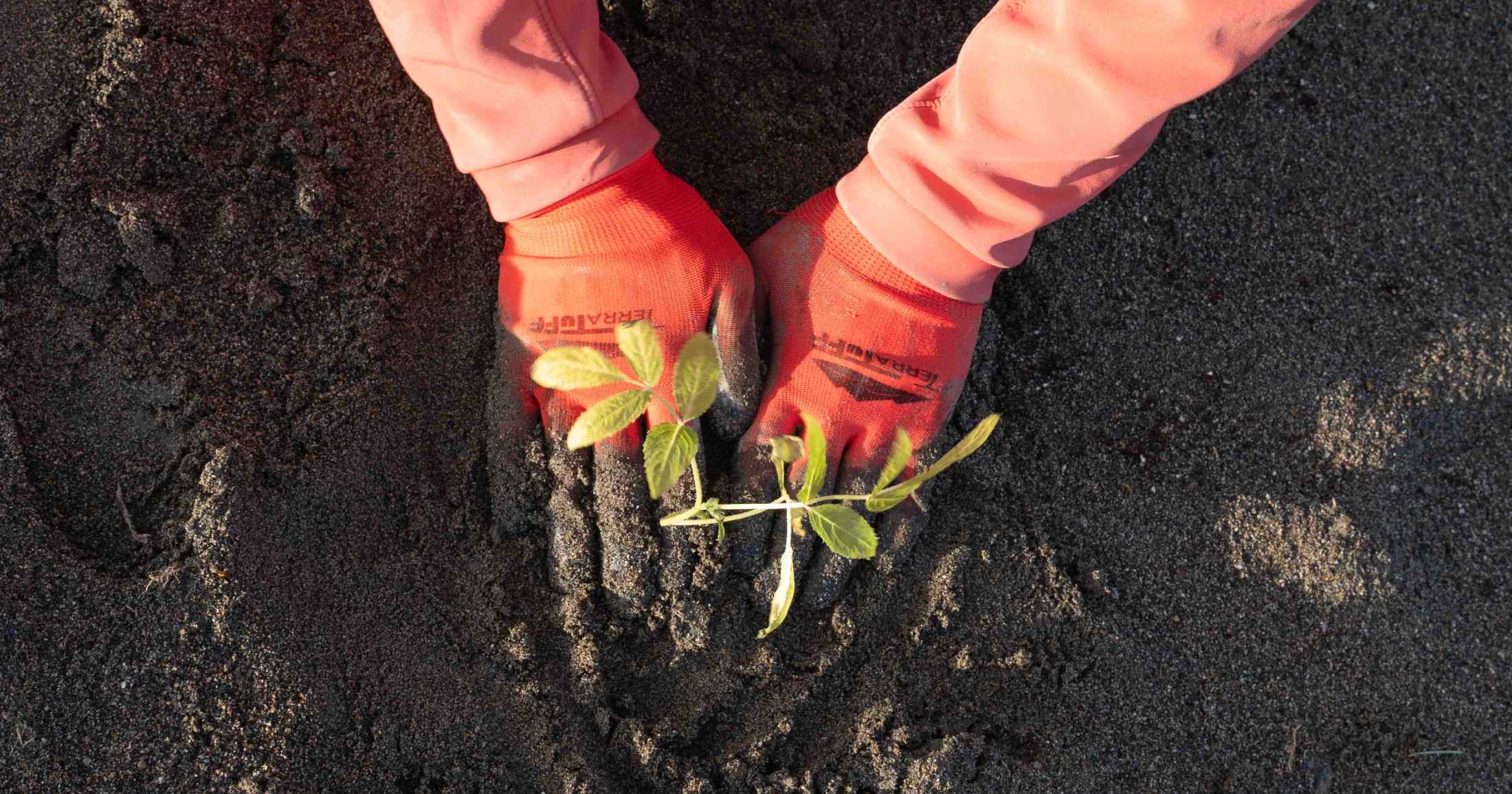 A pair of hands in orange gloves buries a small plant in the dirt.