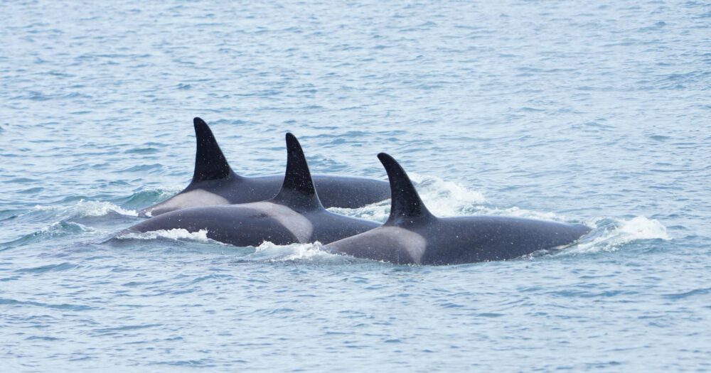 3 killer whales surface together.