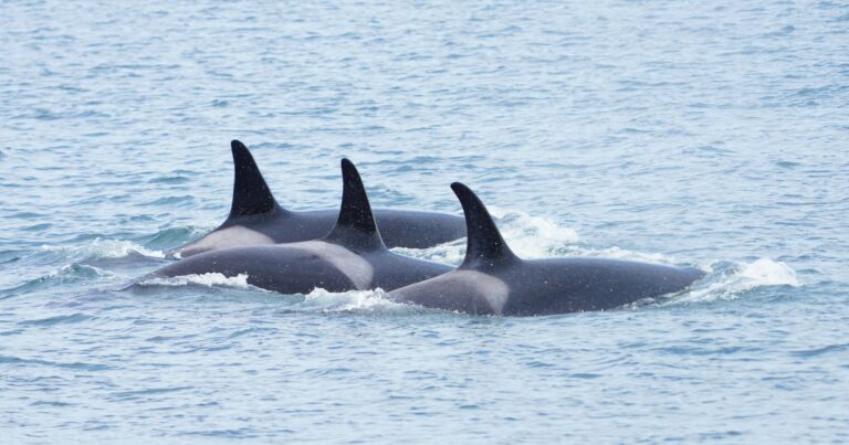 3 killer whales surface together.