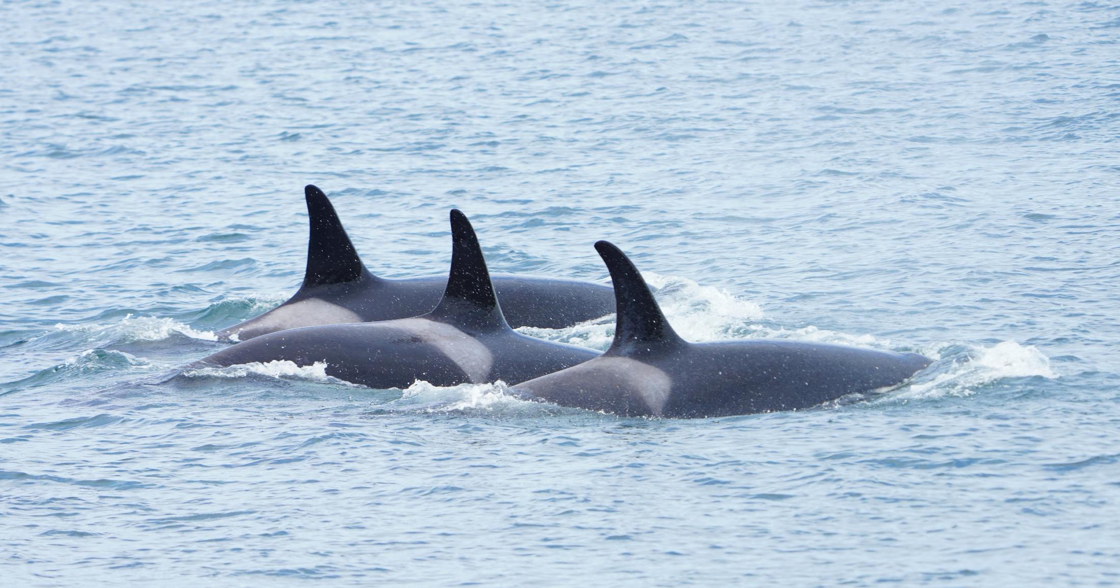3 killer whales surface together.