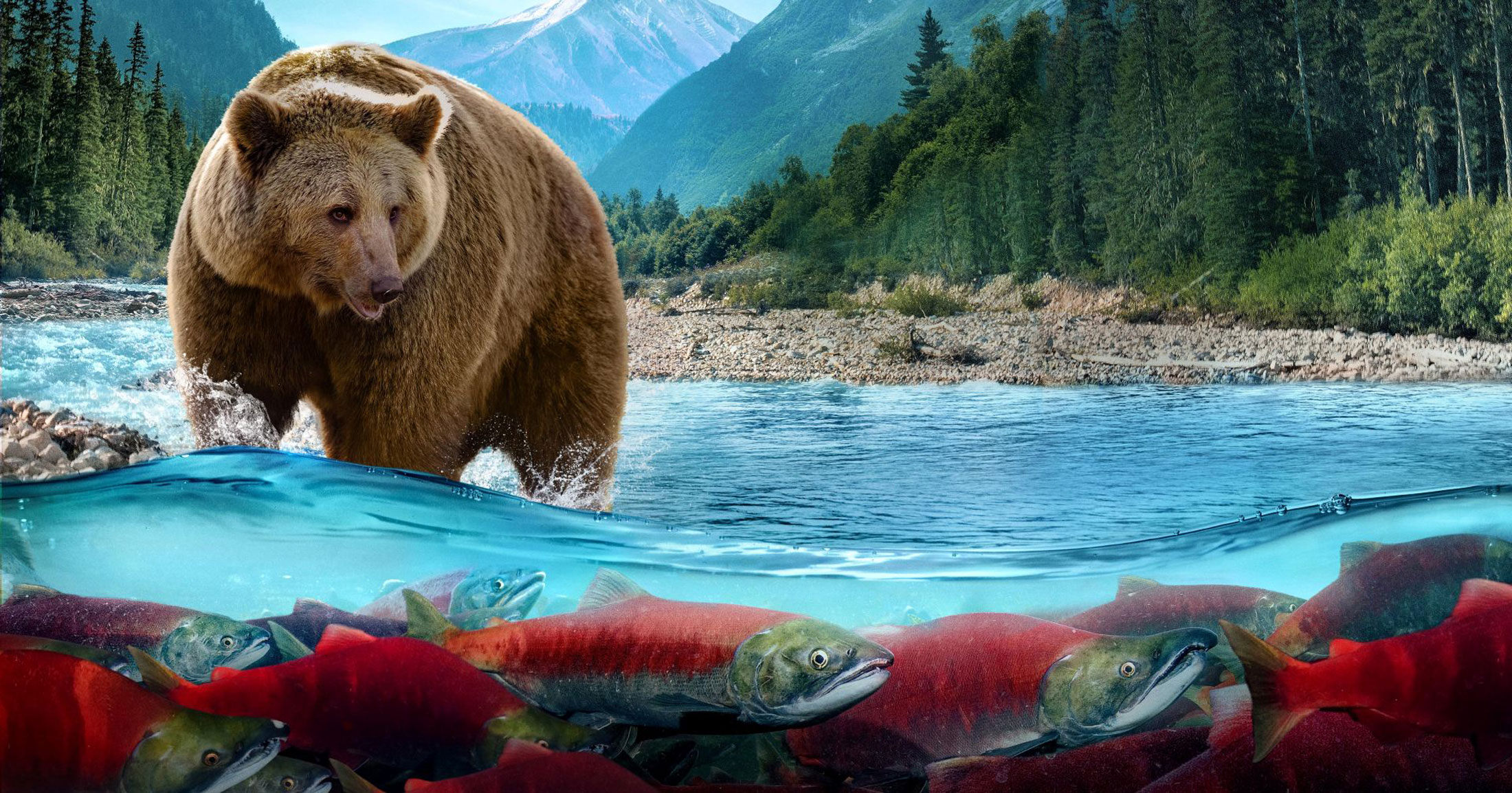 Art of a grizzly bear standing in a bright blue river filled with pink and green salmon, a mountain range and trees behind them.