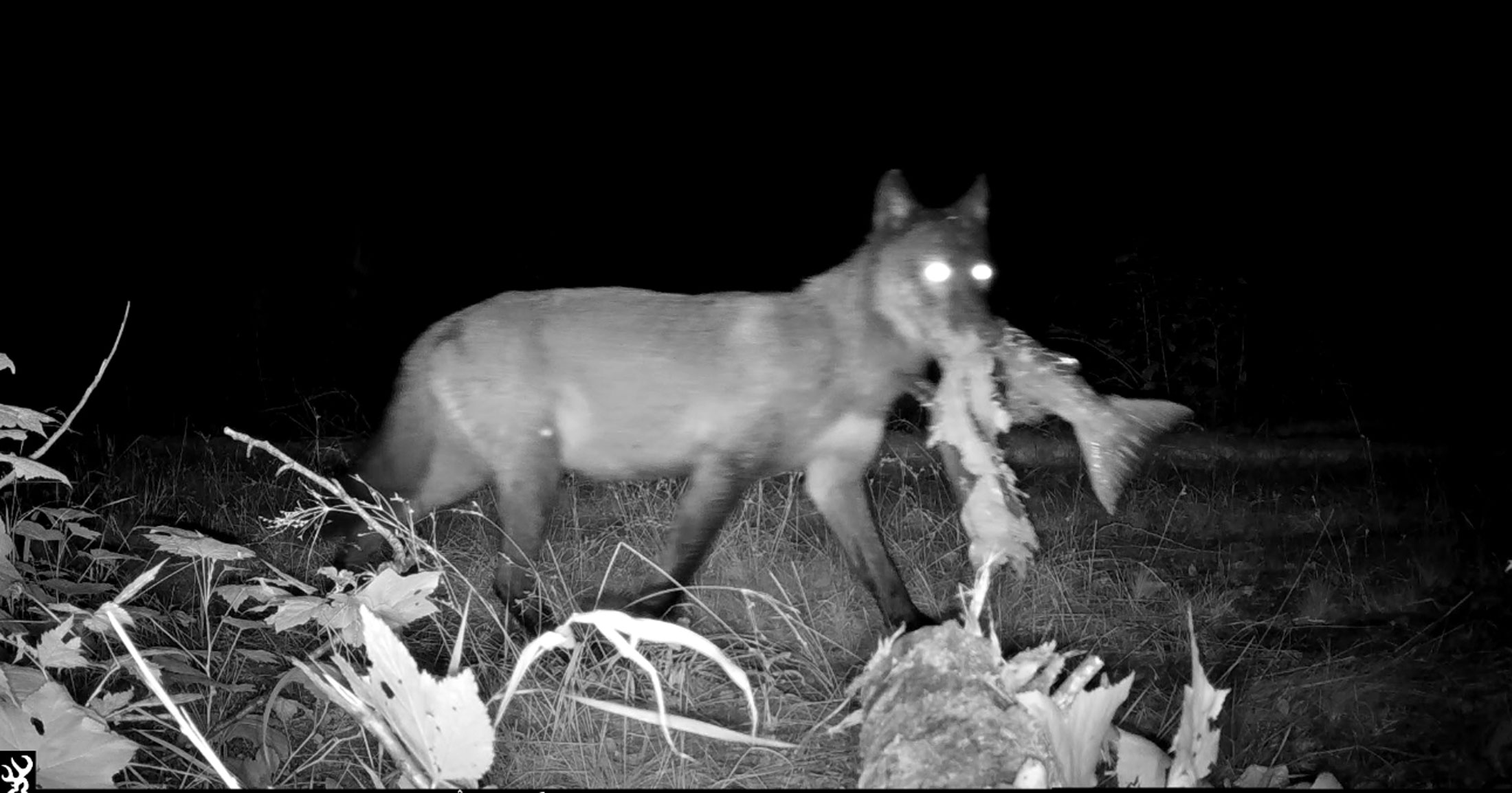 A gray wolf is seen via a remote camera carrying a salmon in it's mouth, looking at the camera as they trot by.