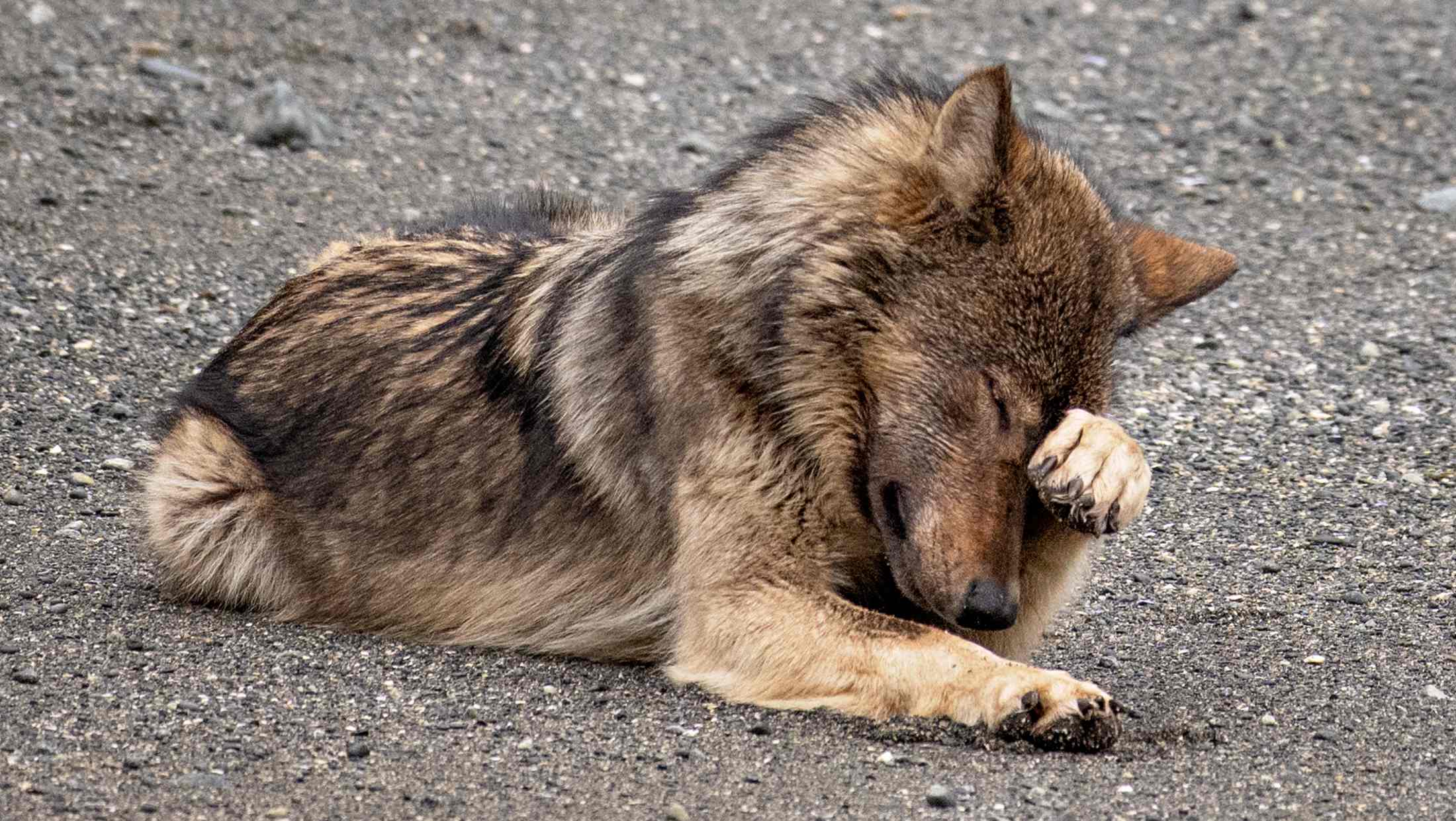 A wolf lays on the ground with one paw over it's face.