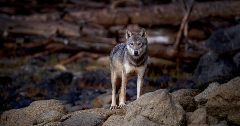 A wolf standing on rocks looking at the camera.