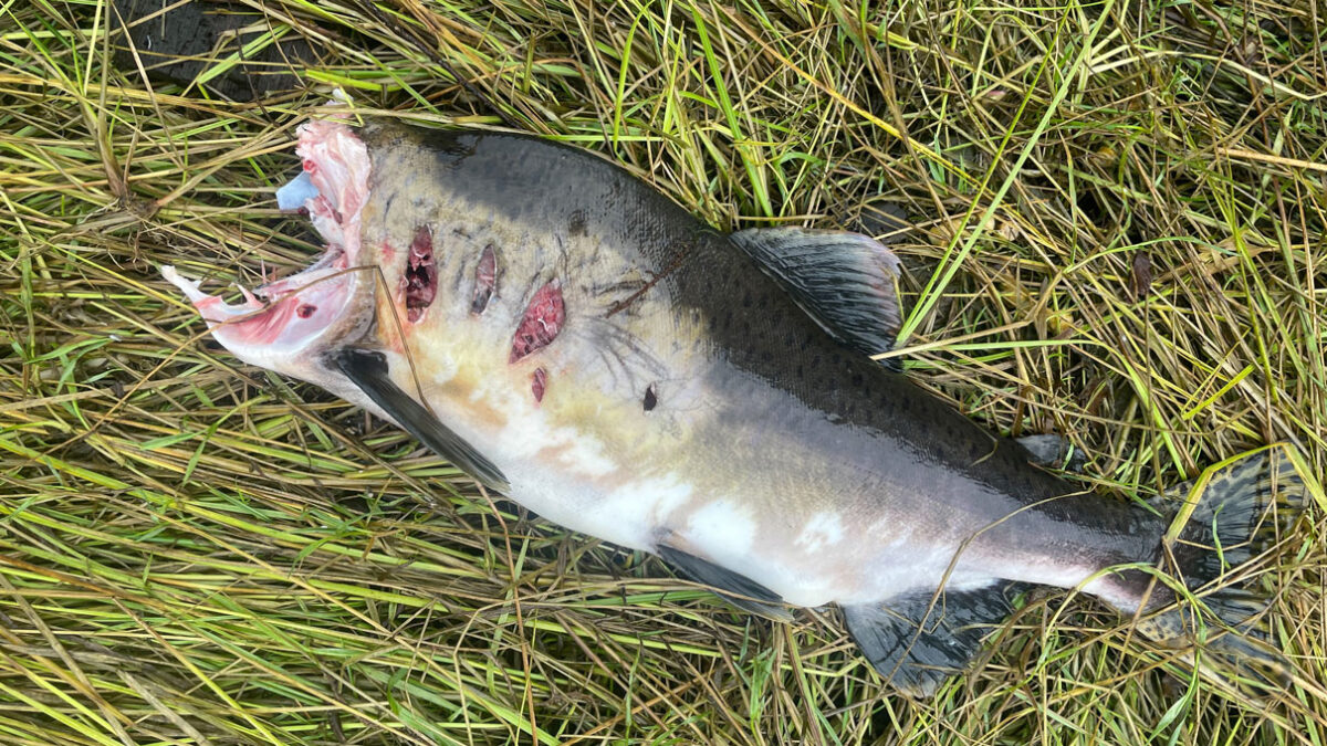 A headless dead salmon sits in grass.