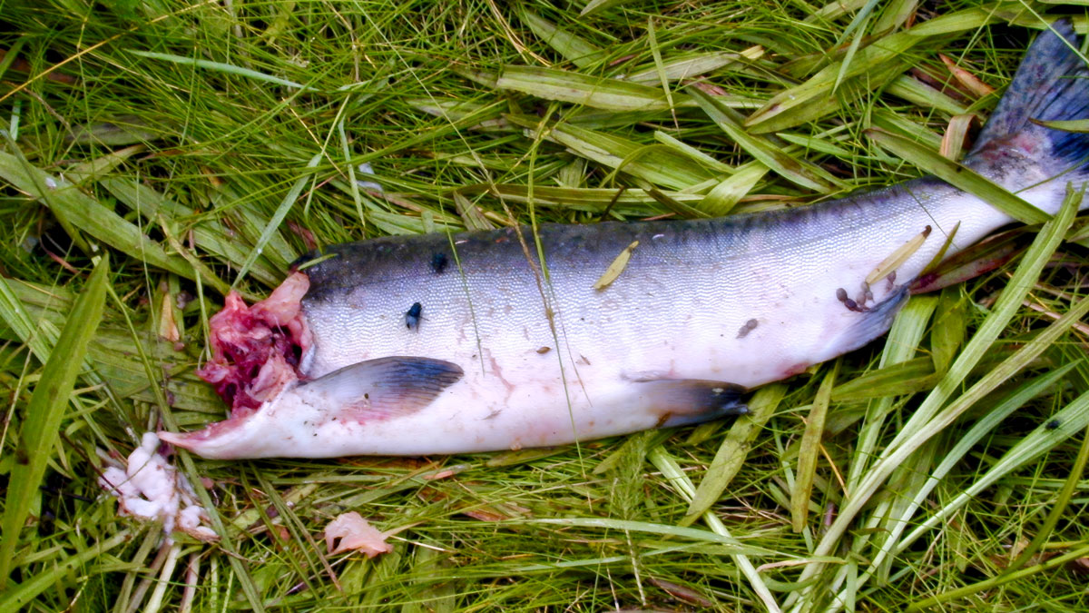 A dead salmon lays in grass missing it's head.