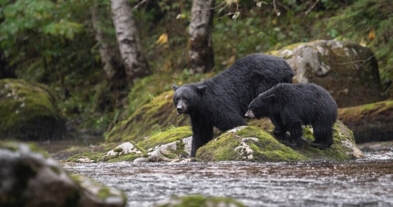 A bear and her cub stand on a mossy rock along the water.