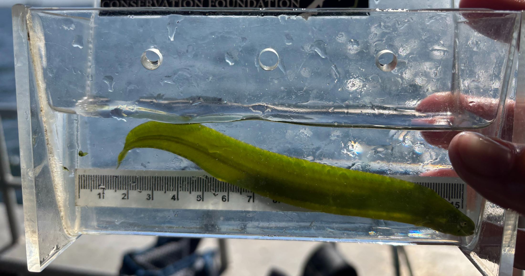 A large green fish in a container of water with a ruler behind it.