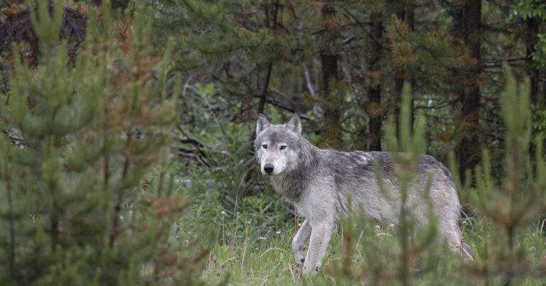 A grey coloured wolf is seen from the side as they look towards the camera, surrounded by lush greenery.