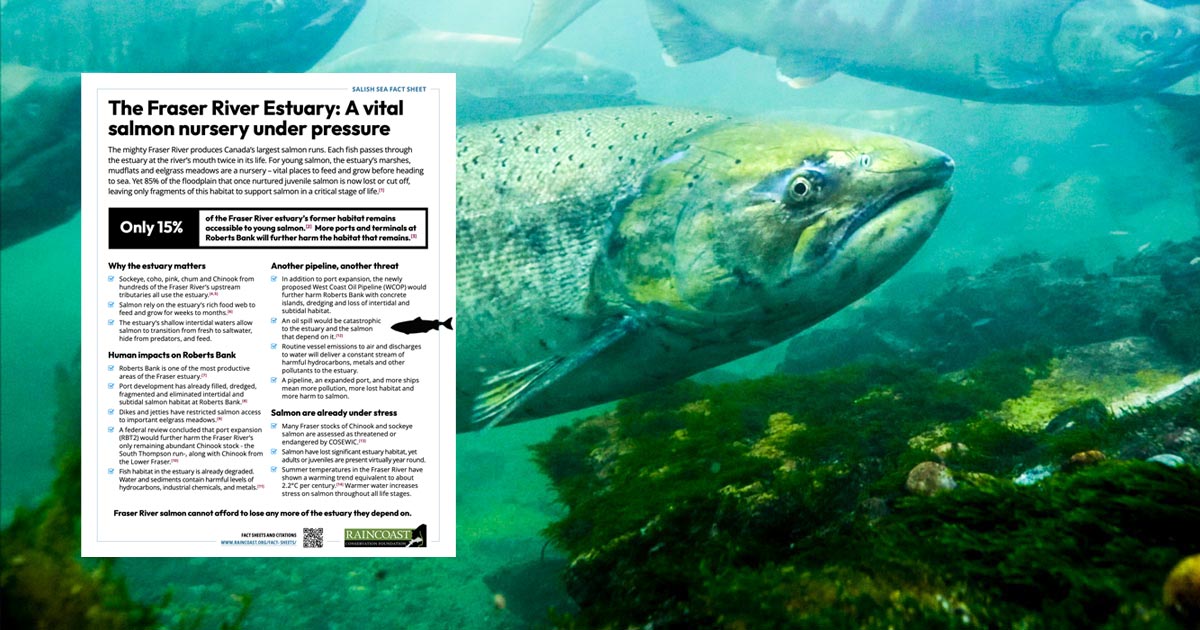 Only 15% of the Fraser River estuary’s former habitat remains accessible to young salmon. More ports and terminals at Roberts Bank will further harm the habitat that remains.