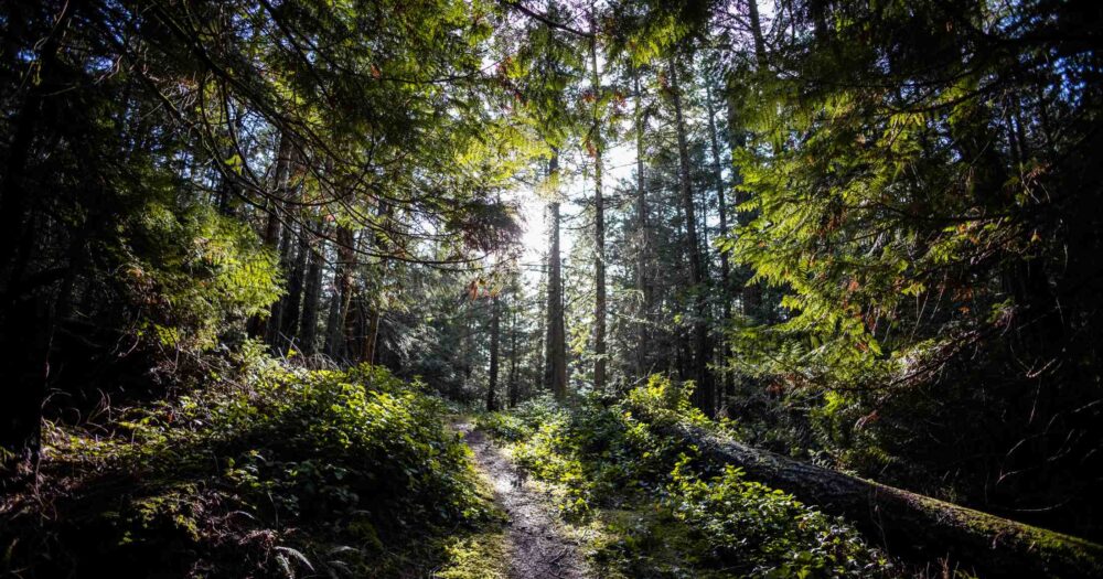 A narrow path through a forest with the sun shining illuminating the trees.