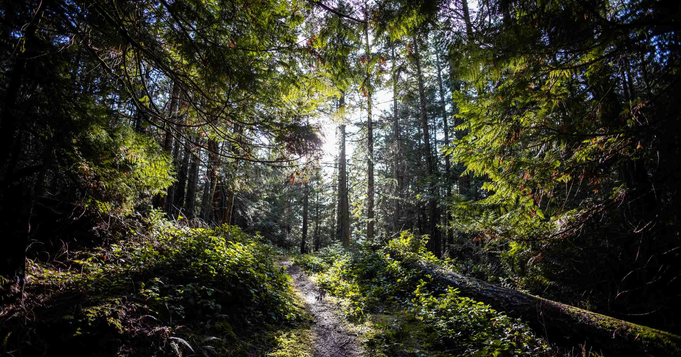 A narrow path through a forest with the sun shining illuminating the trees.