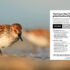 Western Sandpiper walks along the shore, with a fact sheet looming in the foreground.