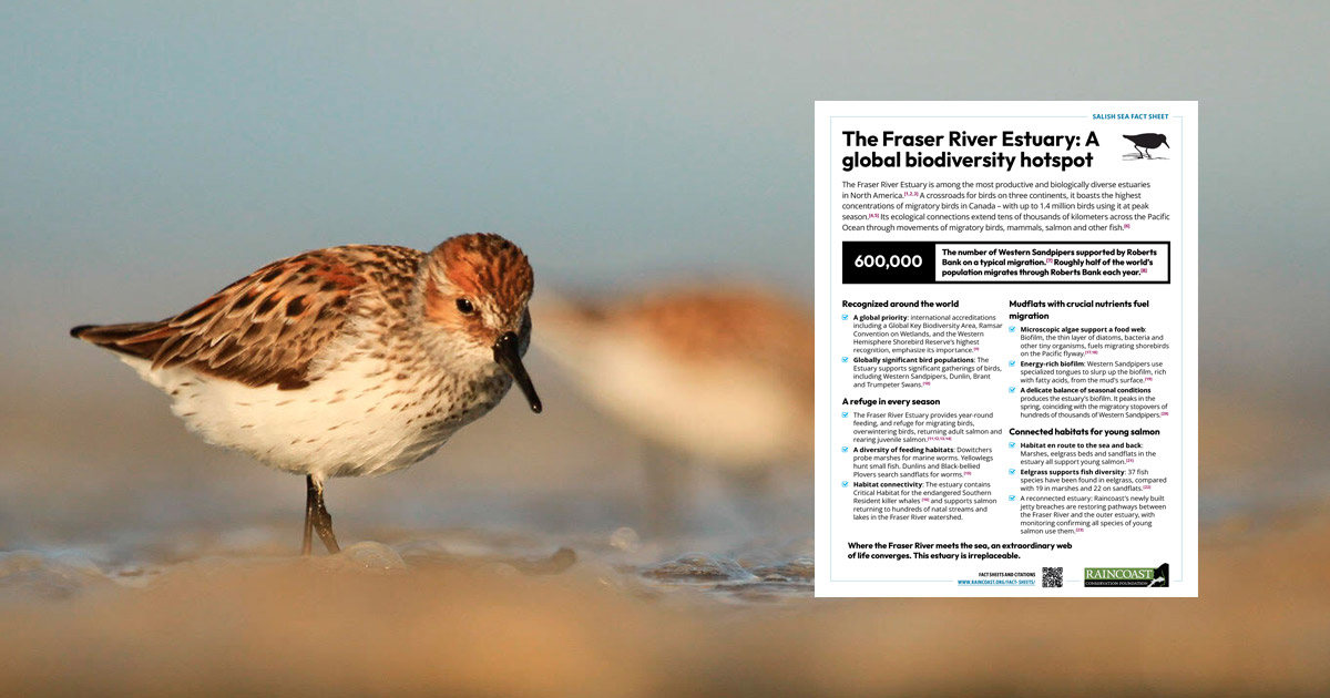 Western Sandpiper walks along the shore, with a fact sheet looming in the foreground.