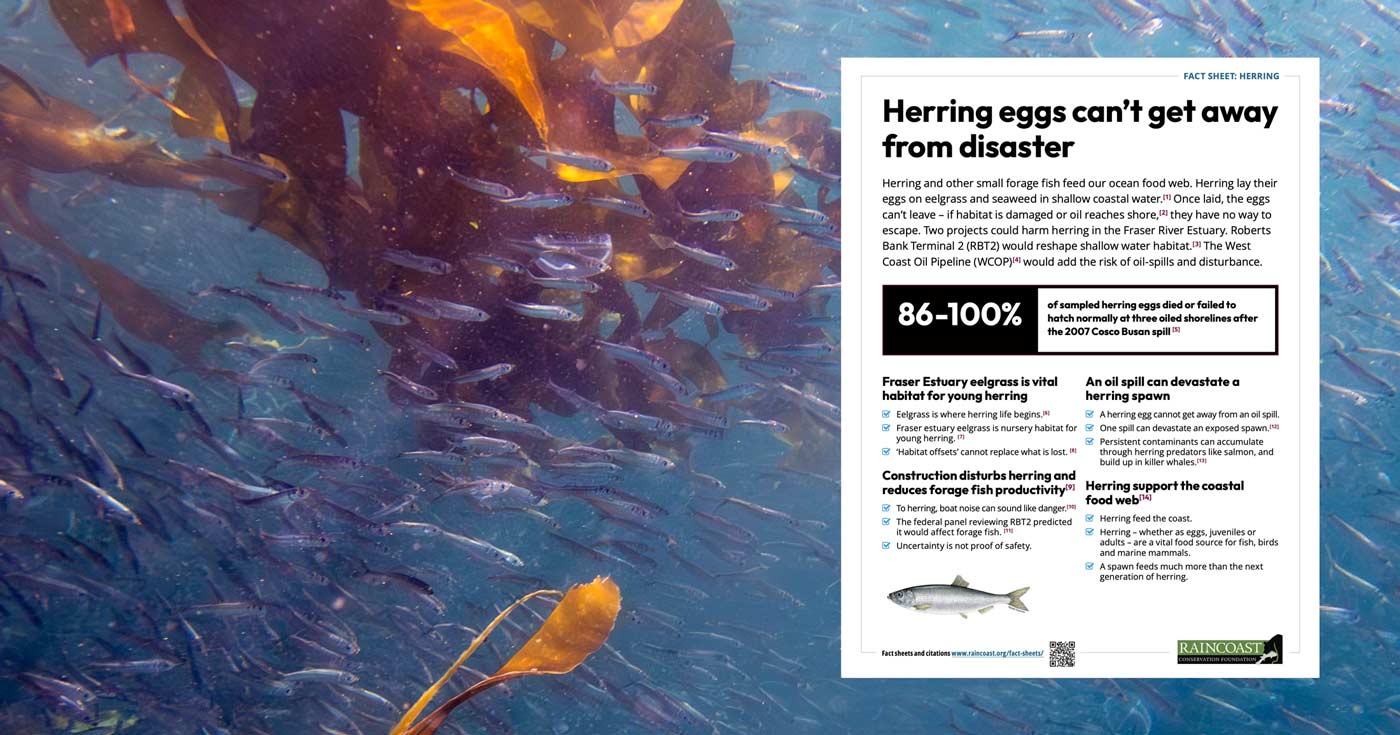 Fact sheet floast on top of a swarm of juvenile herring are surounded by bright blue waters and rich yellow and brown kelp.