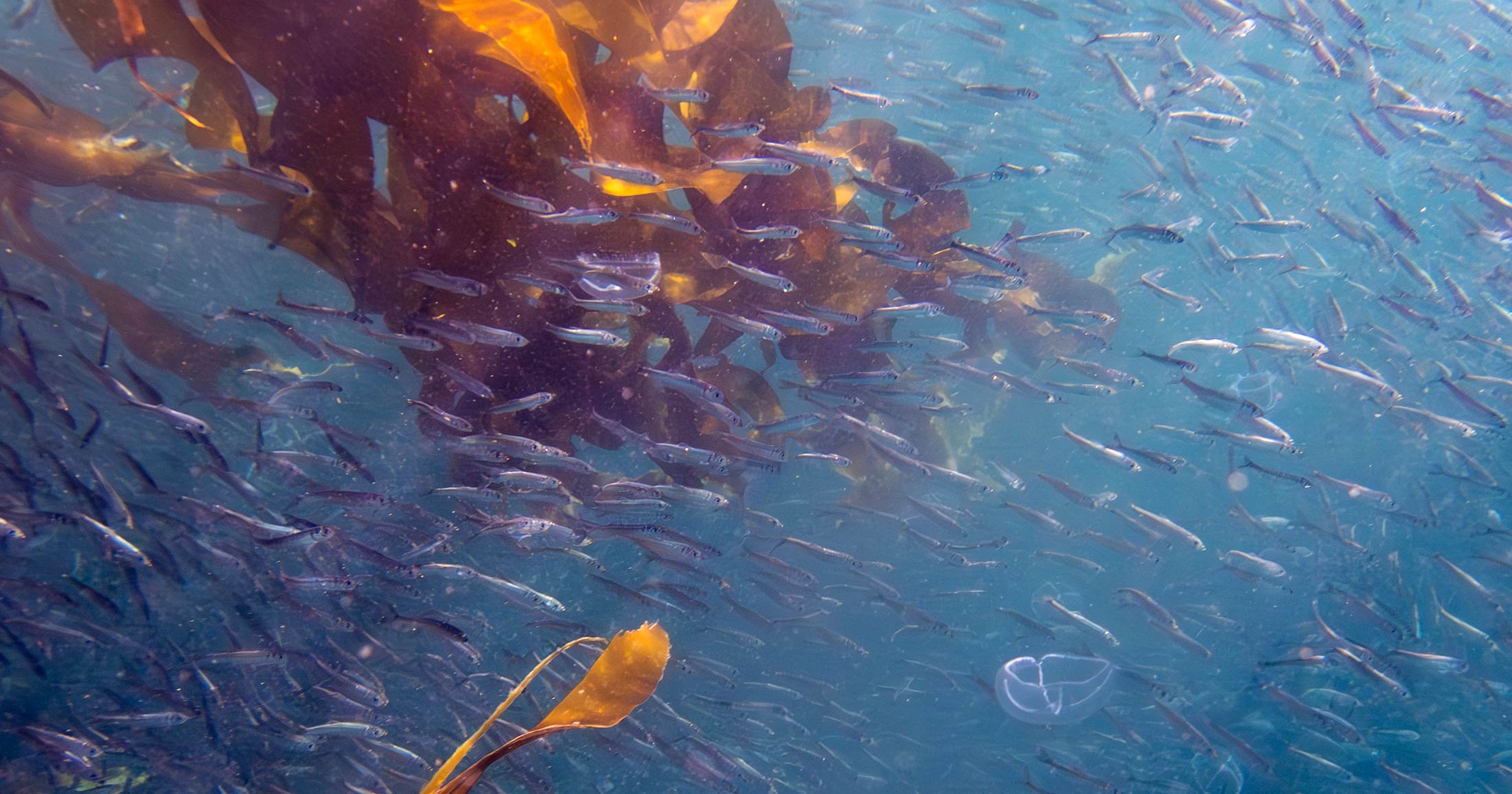 A swarm of juvenile herring are surounded by bright blue waters and rich yellow and brown kelp.