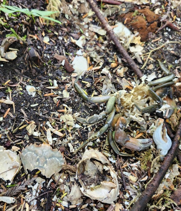 Crab shells seen on the shore.