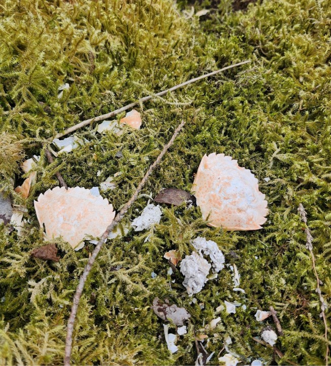 Crab shells sitting on moss.