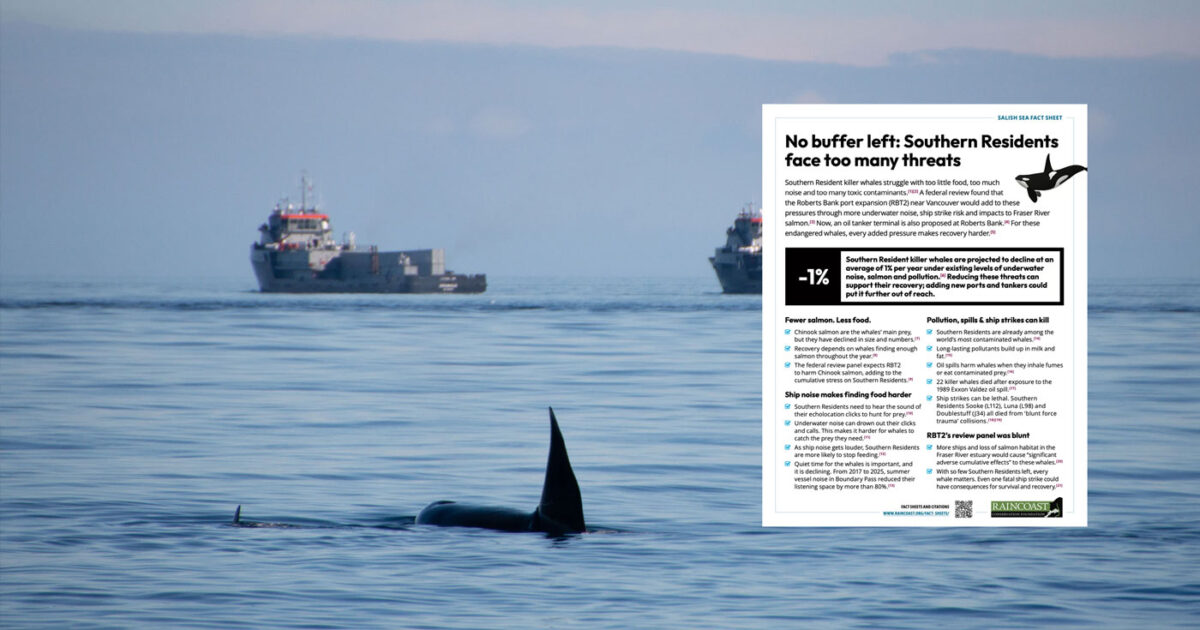 A fact sheet floats over top of a killer whale with a young killer whale is in the foreground and two large ships float in the background.