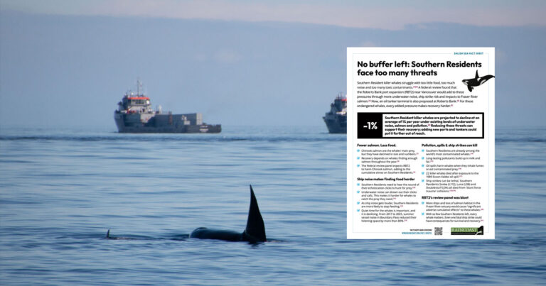 A fact sheet floats over top of a killer whale with a young killer whale is in the foreground and two large ships float in the background.
