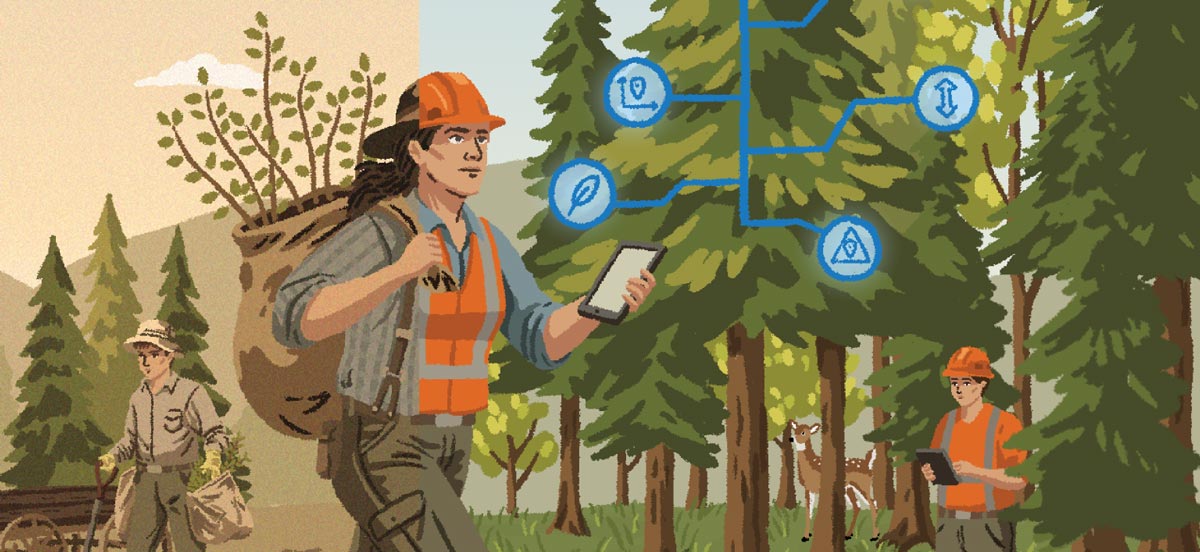 Illustration of workers in the forest planting, and assessing, and rehabilitating.