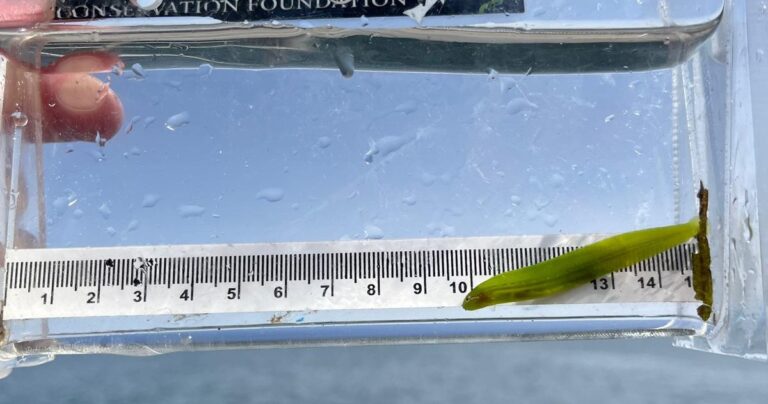 A small green fish in a clear container with a ruler behind it.